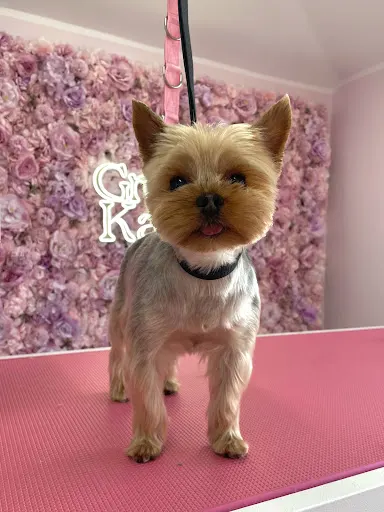 Groom Karina - Salon Pielęgnacji Psów